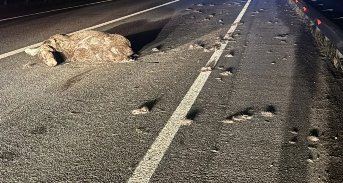 Лось выбежал на трассу под Северодвинском — водитель получил помощь, Hyundai Creta повреждена